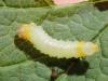Euura ribesii